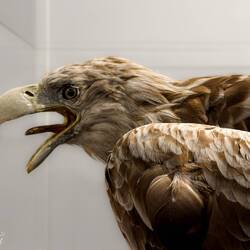 Taxidermied Fish Eagle