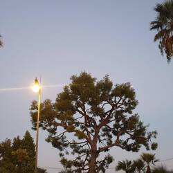 LED-Lichter am Stamm