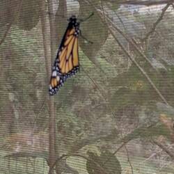 Monarch Schmetterling