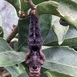 Gruselige Puppe von sehr hübschen Schmetterling