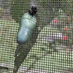 Puppe des Monarch- Schmetterlings