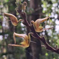 Orchideenblüten wie Schwäne - Schnäbel am Ast