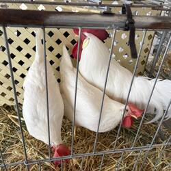 Poultry breeding group