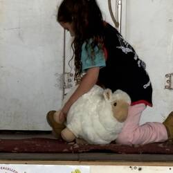 Kids sheep shearing competition