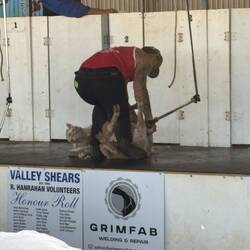 Adult sheep shearing competition