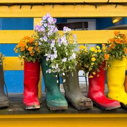 A lovely pop of color on a day that is turning overcast.