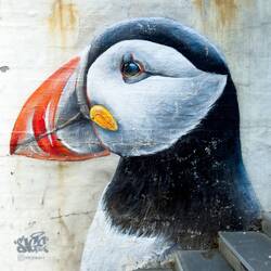 Puffin on the waterfront.