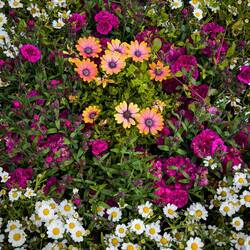 Pop of color from a planter on the waterfront.