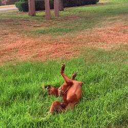 Happy dog 😍