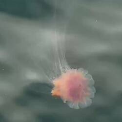 One of the many Lion's Mane jellyfish that apparently live in the fjord waters.