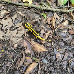 Feuersalamander