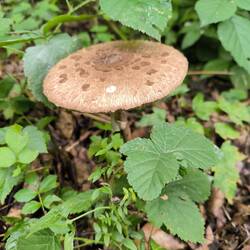 Parasolpilz