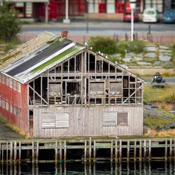 Kittiwakes in Mehamn.