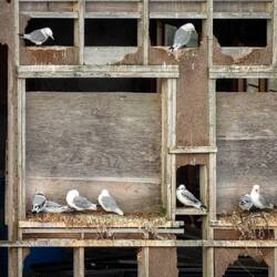 The bird in the lower center is an immature kittiwake. Find the others.