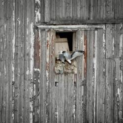 Black-legged kittiwakes are the only kittiwakes in Europe, hence the leg designation is dropped.