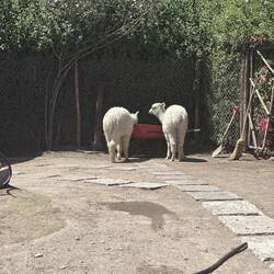 2 Alpaca Popos
