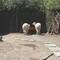 2 Alpaca Popos