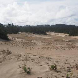 Oregon Dunes are quit different than desert sand dunes