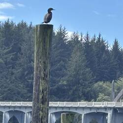One three cormerants and a gull sitting on Poles in the Siuslew River