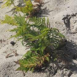 I have never seen ferns in sand dunes before