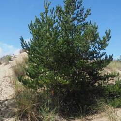Jack Pind in the dunes