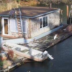 An egret flew in and landed on the dock below me. There is a belted kingfisher also sitting beyond