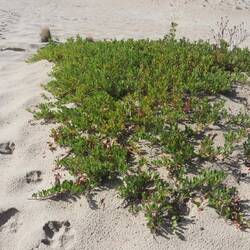 Also Arctostapholus uva-ursa (Bear Berry)