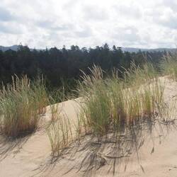 Now that is more like it, grasses