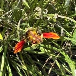 Another odd grasshopper is feasting on the right red petal of this doomed flower. Pinch out to see
