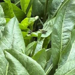 These grasshoppers have such an odd shape. I think I'll become a nature photographer !