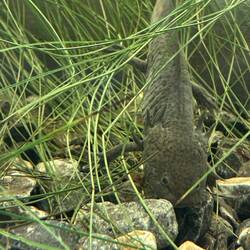 An AXOLOTL (ah-SHOW-lo-tul) a beloved Mexican amphibian, almost extinct.