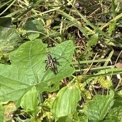 I will get a first class camera so the true color of this amazing grasshopper will show up.