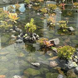 The important feature is the succulent garden on the rocks. Splendid!