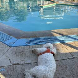 Am Pool