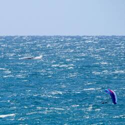 Surfer & Wal