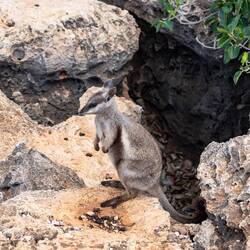 Rock Wallaby 😍