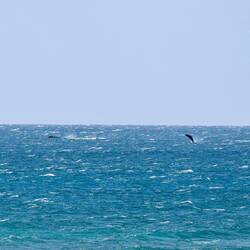 Letztes Wale 🐳 watching vom Ufer