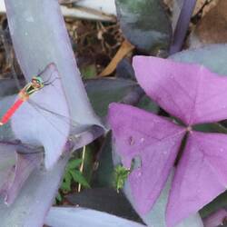 Mexikanische Dreimasterblume und Libelle