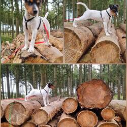 Baumstämme müssen grundsätzlich erklommen werden