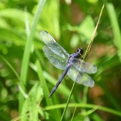 Male Slaty Skimmer