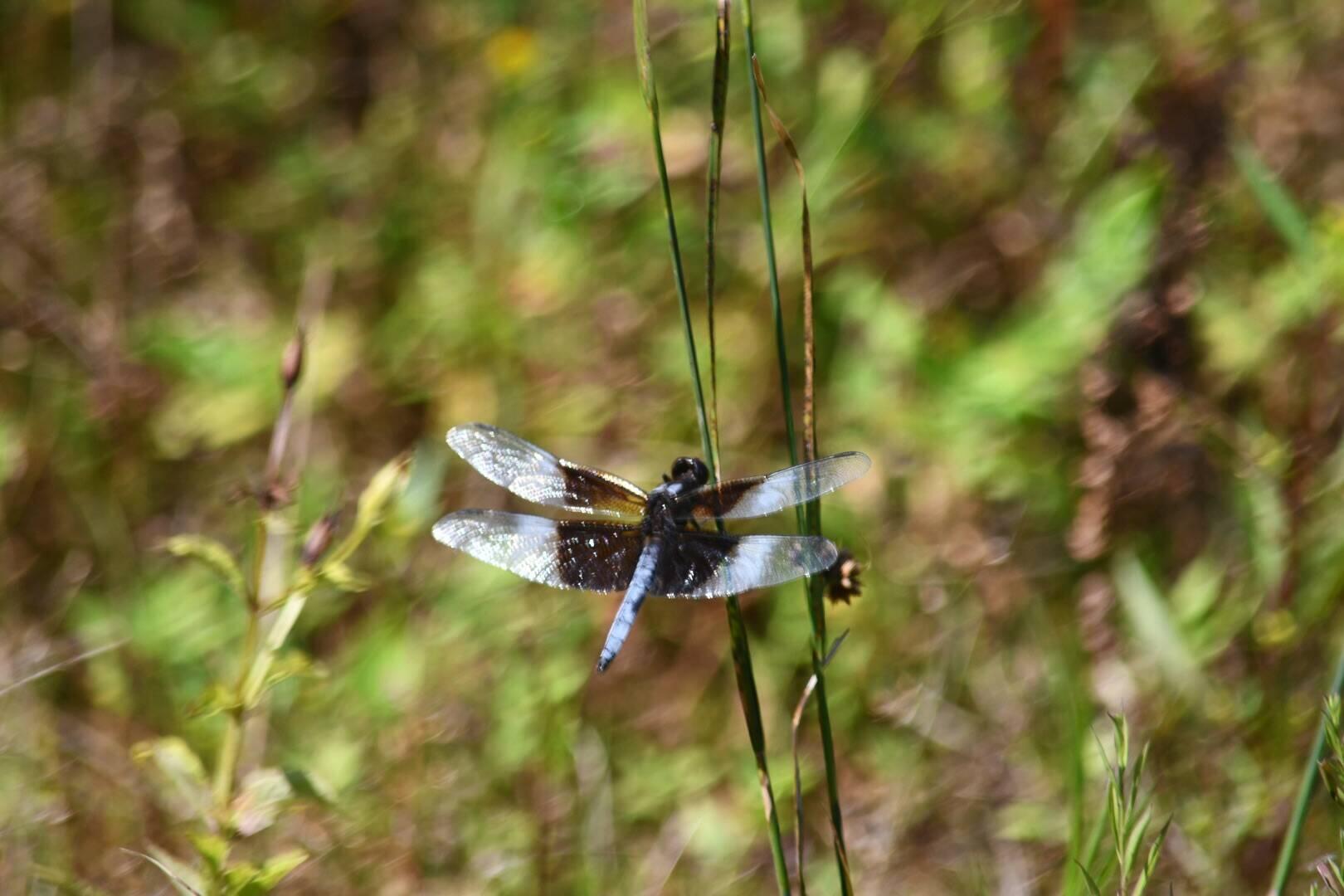 Widow Skimmer
