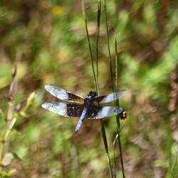 Widow Skimmer
