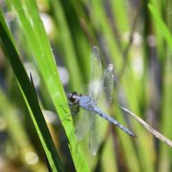 Female Slaty Skimmer