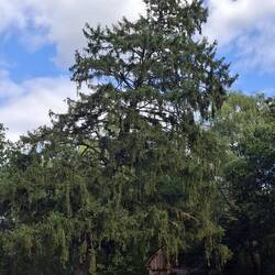 Mit einer über 200 Jahre alten Fichte🌳