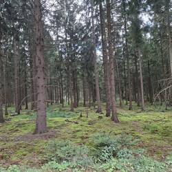 ...schöne Wälder...