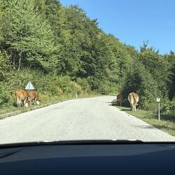 Überraschende Besucher auf der Straße