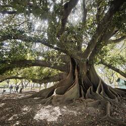 Gigantischer Gummibaum am Plaza San Martin (man beachte die Leute als Vergleich)