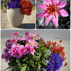 Colorful flowers at the dock in Kirkenes.