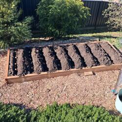 Tony's potatoes. Just planted in a new bed. Fingers crossed while we are away.