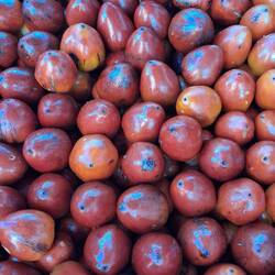 Baumtomaten - schmecken roh nicht gut, sind aber lecker als Saft